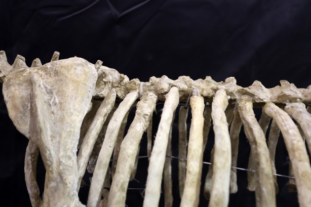 Foto - Kayseri'de yakında gözlerinize inanamayacaksınız! Milyonlarca yıllık fosiller şok edecek... O müzeye akın!