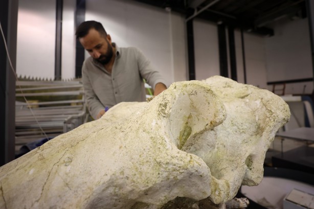 Foto - Kayseri'de yakında gözlerinize inanamayacaksınız! Milyonlarca yıllık fosiller şok edecek... O müzeye akın!