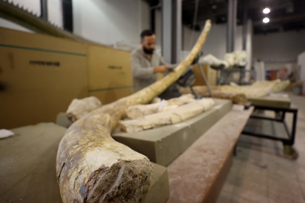 Foto - Kayseri'de yakında gözlerinize inanamayacaksınız! Milyonlarca yıllık fosiller şok edecek... O müzeye akın!