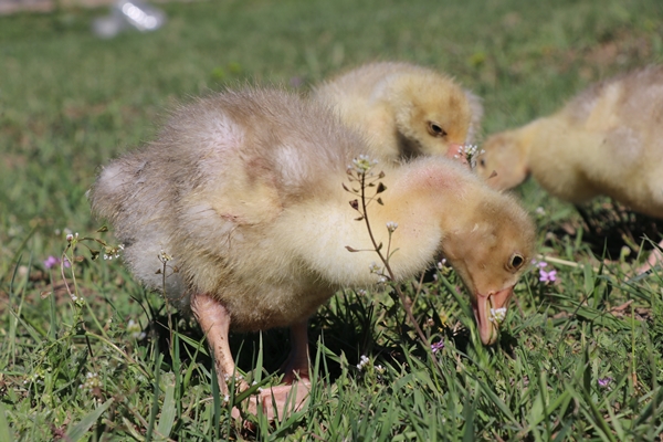 Foto - Kaz yetiştiriciliği üreticilerin yeni gelir kapısı oldu