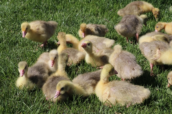 Foto - Kaz yetiştiriciliği üreticilerin yeni gelir kapısı oldu