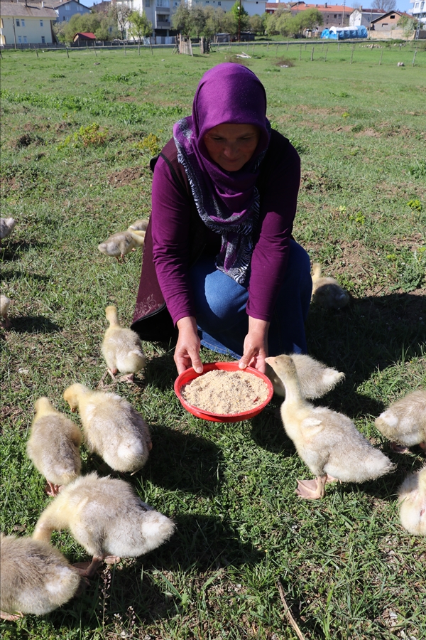 Foto - Kaz yetiştiriciliği üreticilerin yeni gelir kapısı oldu
