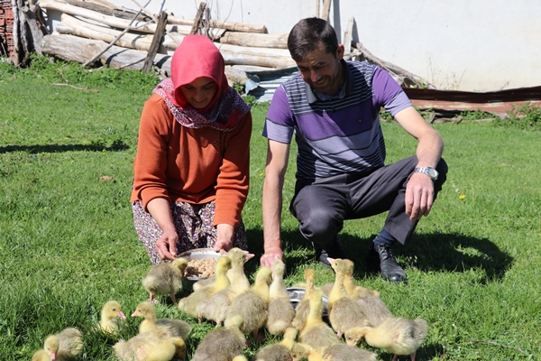 Foto - Kaz yetiştiriciliği üreticilerin yeni gelir kapısı oldu
