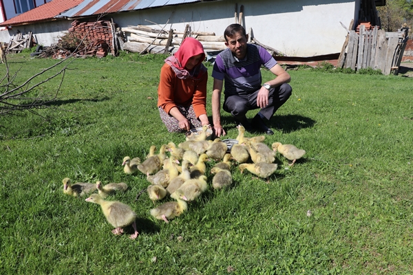 Foto - Kaz yetiştiriciliği üreticilerin yeni gelir kapısı oldu