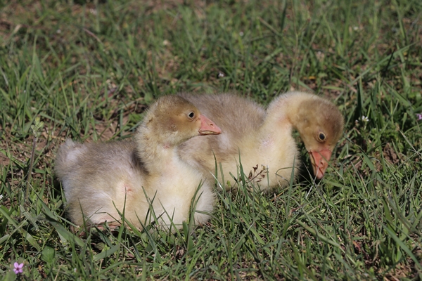 Foto - Kaz yetiştiriciliği üreticilerin yeni gelir kapısı oldu