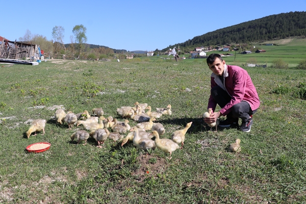 Foto - Kaz yetiştiriciliği üreticilerin yeni gelir kapısı oldu