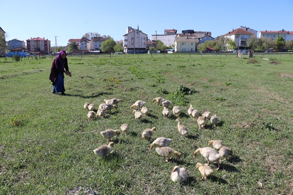 Kaz yetiştiriciliği üreticilerin yeni gelir kapısı oldu