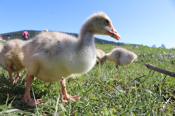 Foto - Kaz yetiştiriciliği üreticilerin yeni gelir kapısı oldu