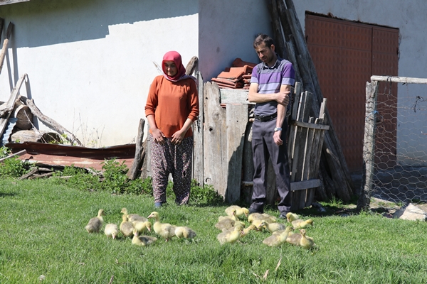 Foto - Kaz yetiştiriciliği üreticilerin yeni gelir kapısı oldu