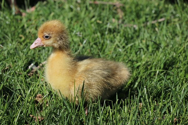 Foto - Kaz yetiştiriciliği üreticilerin yeni gelir kapısı oldu