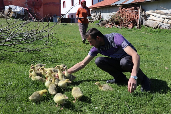 Foto - Kaz yetiştiriciliği üreticilerin yeni gelir kapısı oldu