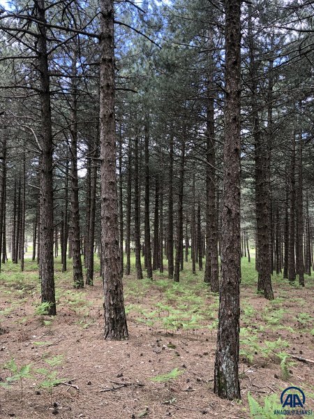 Foto - Kazdağları doğal güzelliğiyle öne çıkıyor