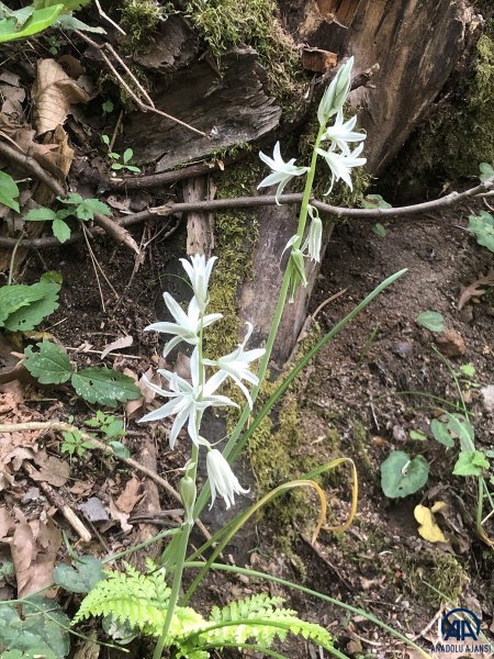 Foto - Kazdağları doğal güzelliğiyle öne çıkıyor