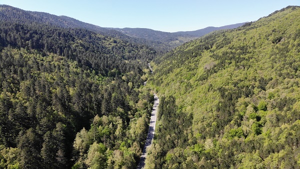 Foto - Kazdağları yeşilin binbir tonuna boyandı