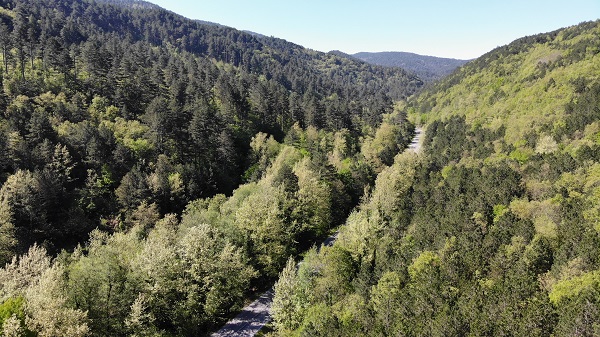 Foto - Kazdağları yeşilin binbir tonuna boyandı