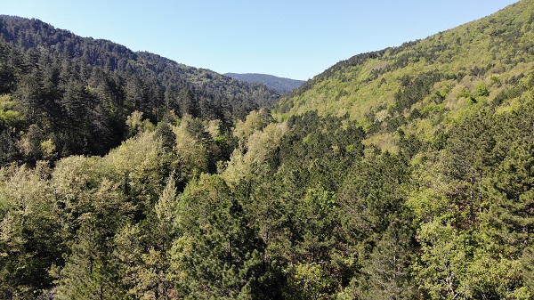 Kazdağları yeşilin binbir tonuna boyandı
