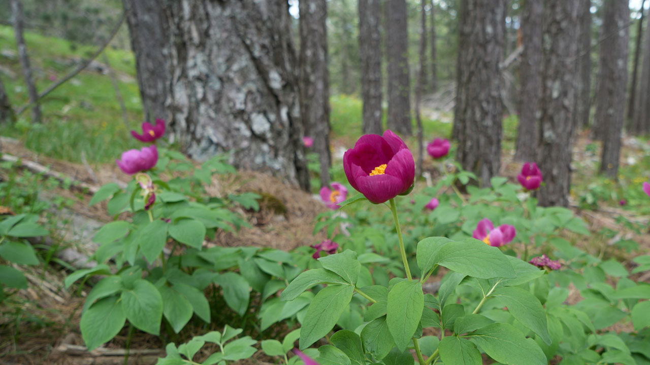 Foto - Kazdağları’nda yasaklı güzellik! Koparmanın cezası dudak uçuklatıyor