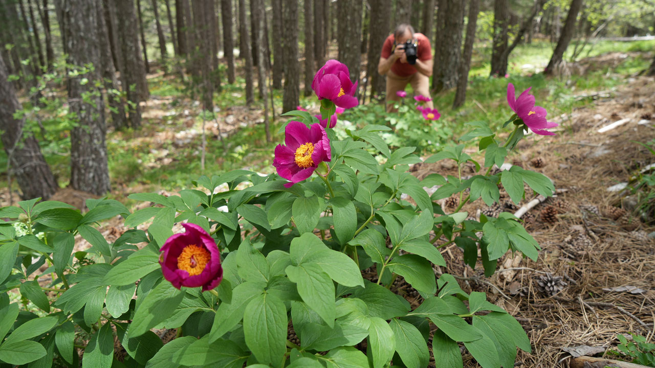Kazdağları’nda yasaklı güzellik! Koparmanın cezası dudak uçuklatıyor