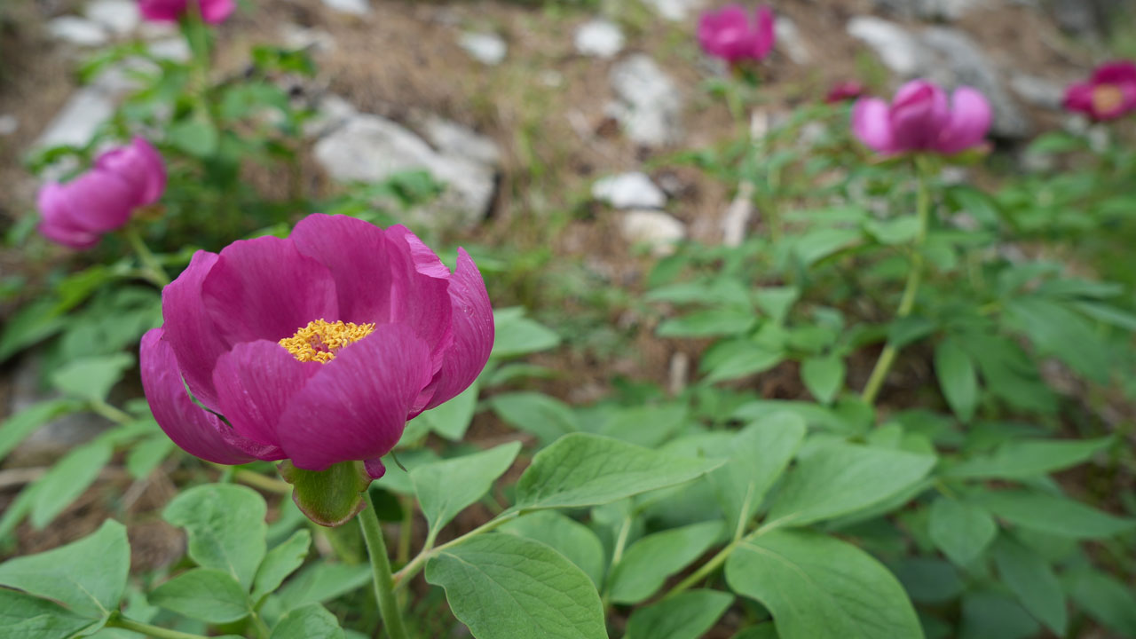 Foto - Kazdağları’nda yasaklı güzellik! Koparmanın cezası dudak uçuklatıyor