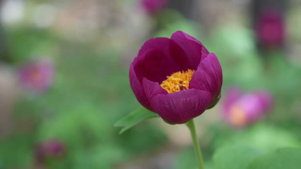 Foto - Kazdağları’nda yasaklı güzellik! Koparmanın cezası dudak uçuklatıyor