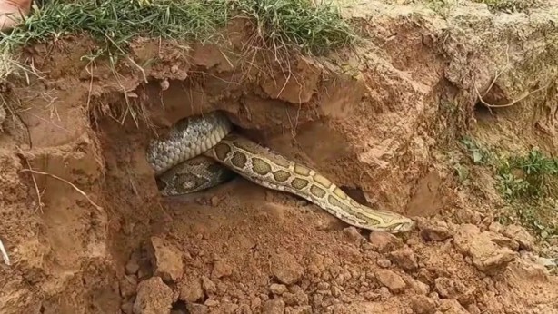 Foto - Kazdıkları delikten dev anakonda böyle fırladı! Uzunluğunu görenler dehşeti yaşadı! Tam kış uykusundayken...