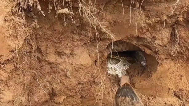Foto - Kazdıkları delikten dev anakonda böyle fırladı! Uzunluğunu görenler dehşeti yaşadı! Tam kış uykusundayken...