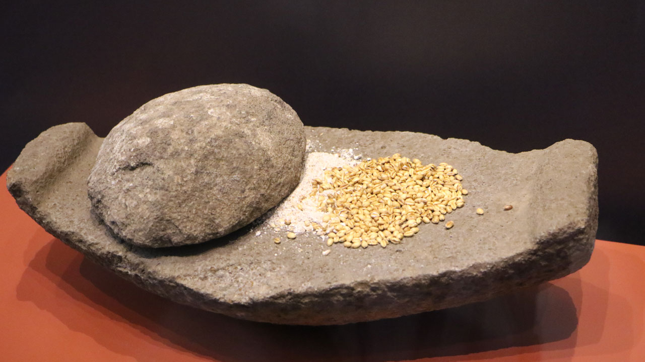 Kazı alanında şaşırtan keşif! 3 bin yıllık fındık kabukları gün yüzüne çıktı