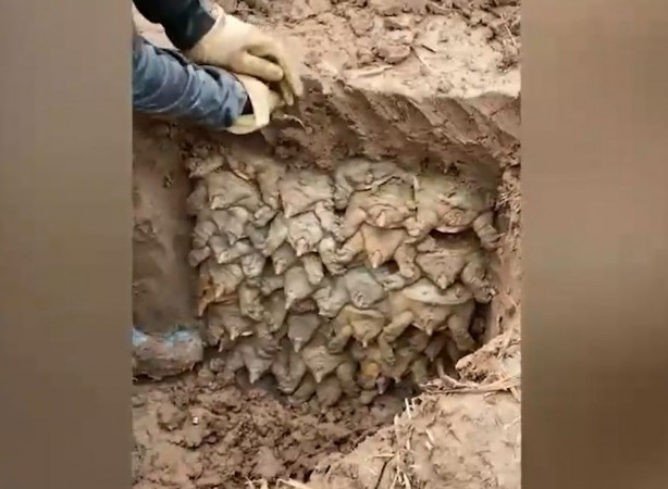 Foto - Kazı çalışması sırasında toprağın altından bakın ne çıktı! Tahmin bile edemeyeceksiniz! Neye uğradıklarını şaşırdılar