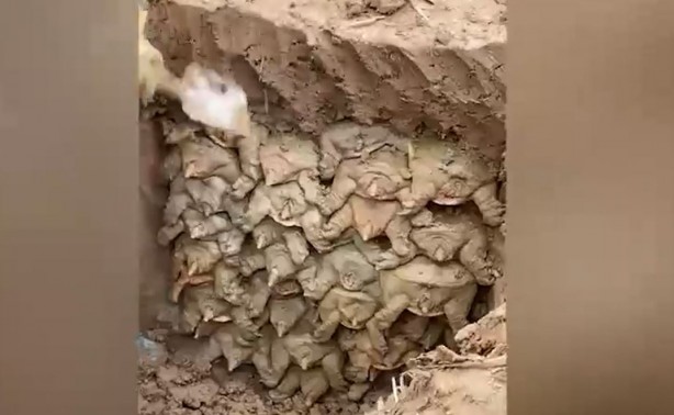 Kazı çalışması sırasında toprağın altından bakın ne çıktı! Tahmin bile edemeyeceksiniz! Neye uğradıklarını şaşırdılar