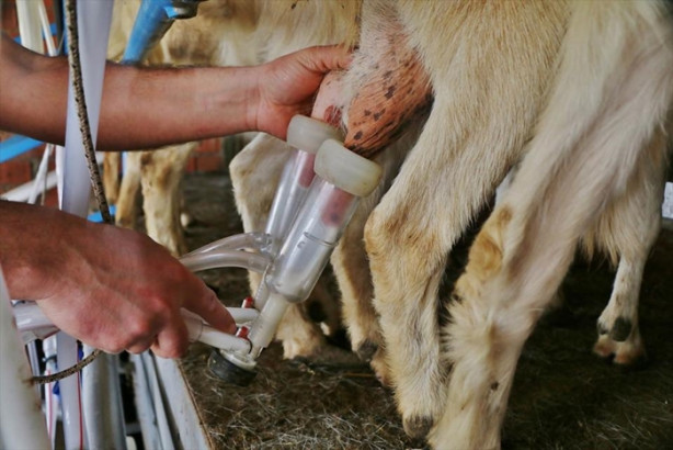 Foto - Keçi çiftliği hayatlarını değiştirdi