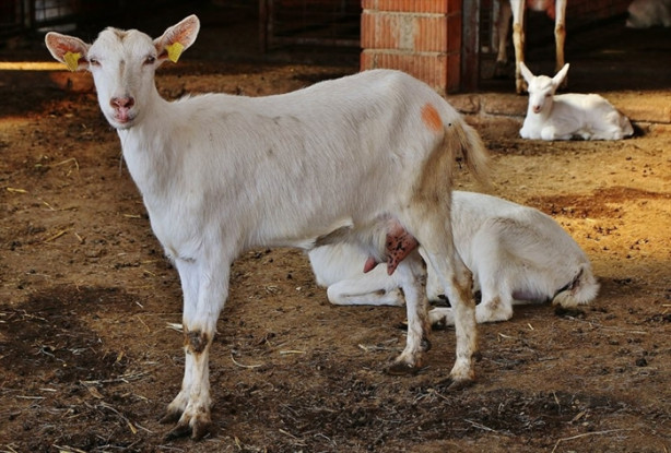 Foto - Keçi çiftliği hayatlarını değiştirdi
