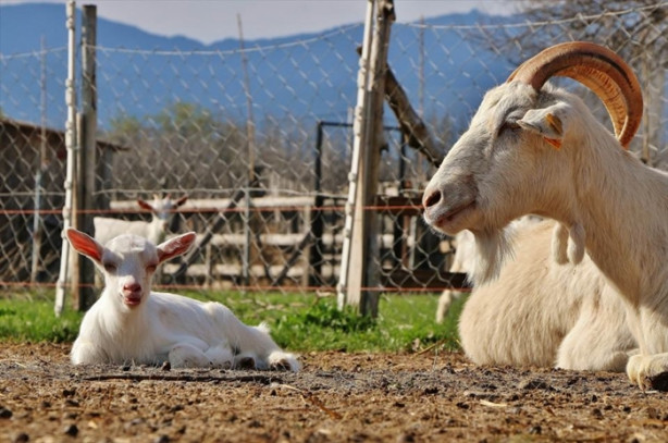 Foto - Keçi çiftliği hayatlarını değiştirdi