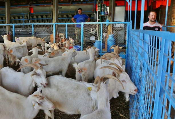 Foto - Keçi çiftliği hayatlarını değiştirdi