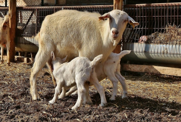 Foto - Keçi çiftliği hayatlarını değiştirdi