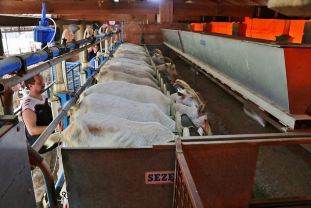 Foto - Keçi çiftliği hayatlarını değiştirdi