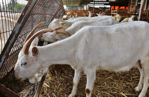 Foto - Keçi çiftliği hayatlarını değiştirdi
