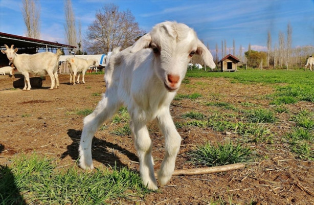 Foto - Keçi çiftliği hayatlarını değiştirdi