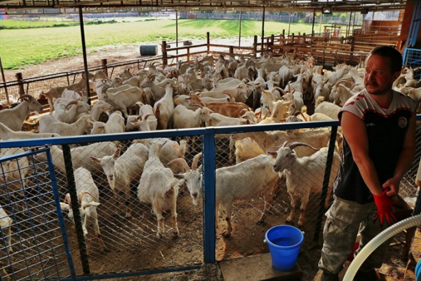Foto - Keçi çiftliği hayatlarını değiştirdi
