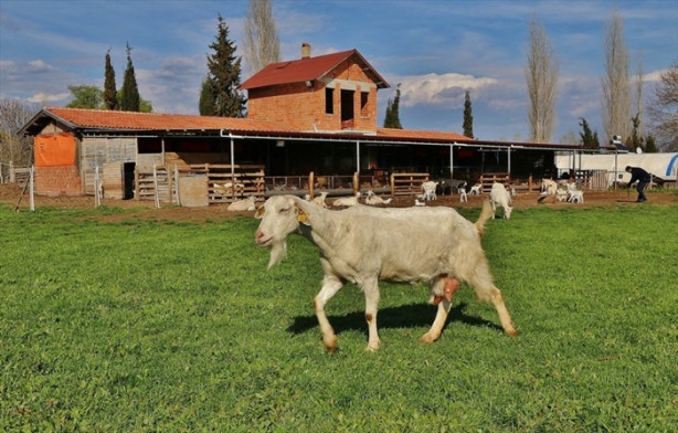 Foto - Keçi çiftliği hayatlarını değiştirdi