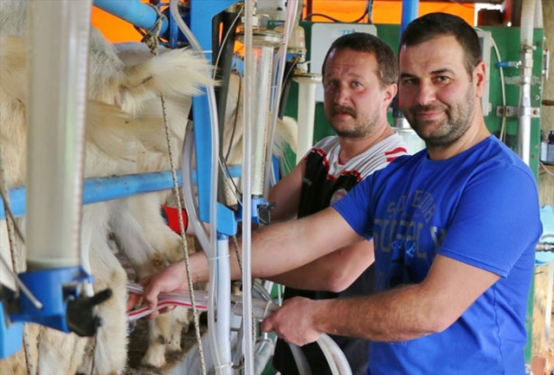 Foto - Keçi çiftliği hayatlarını değiştirdi
