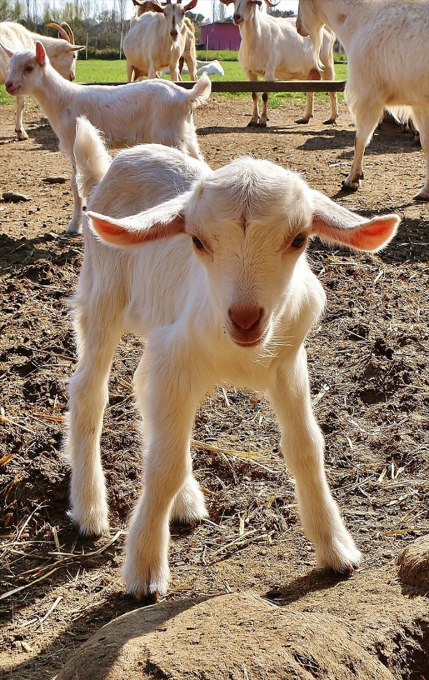  Keçi çiftliği hayatlarını değiştirdi