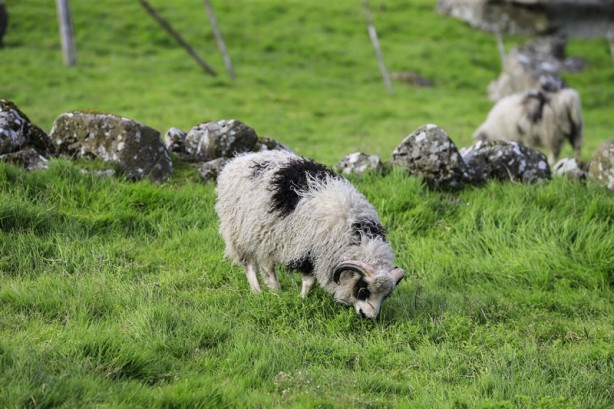 Foto - "Keçiler ülkesi" Faroe Adaları
