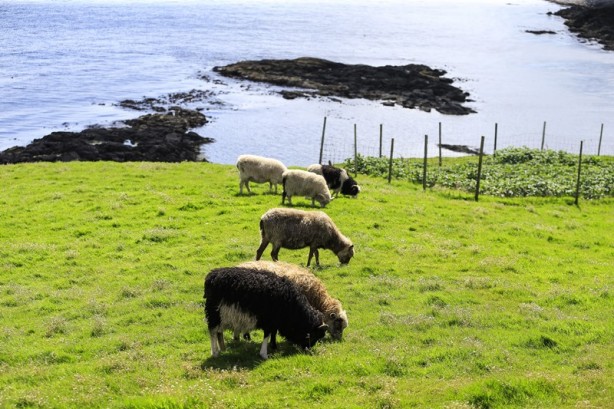 Foto - "Keçiler ülkesi" Faroe Adaları