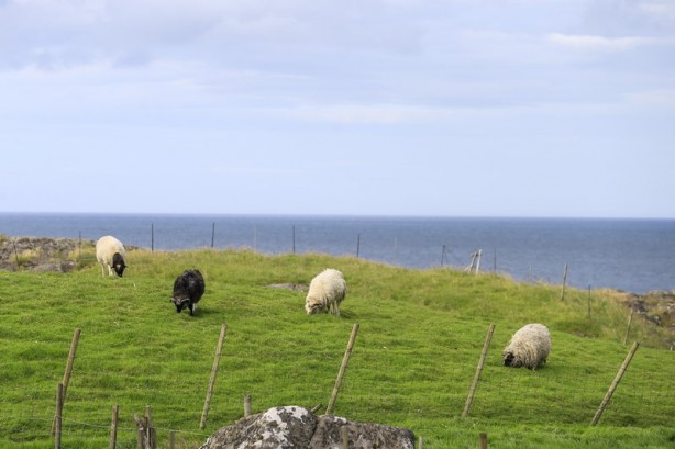 Foto - "Keçiler ülkesi" Faroe Adaları
