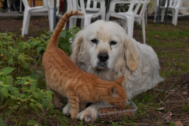 Foto - Kedi ile köpeğin dostluğu görenleri şaşırtıyor