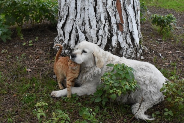 Foto - Kedi ile köpeğin dostluğu görenleri şaşırtıyor