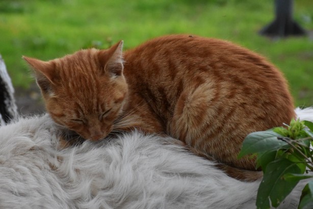 Foto - Kedi ile köpeğin dostluğu görenleri şaşırtıyor