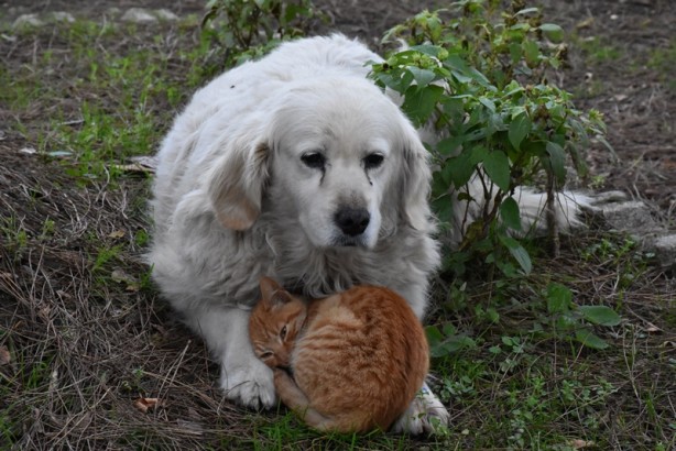 Foto - Kedi ile köpeğin dostluğu görenleri şaşırtıyor