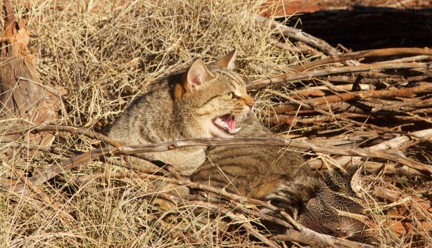 Foto - Kedi katlettiler, pandemi oldu! Deve katlettiler, sel oldu!