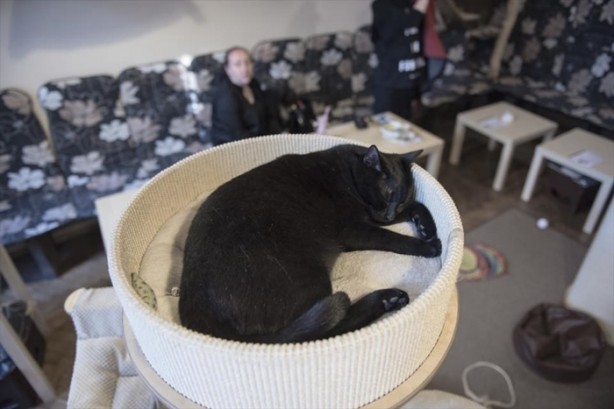Foto - Kedi sevenlere özel kafe açıldı